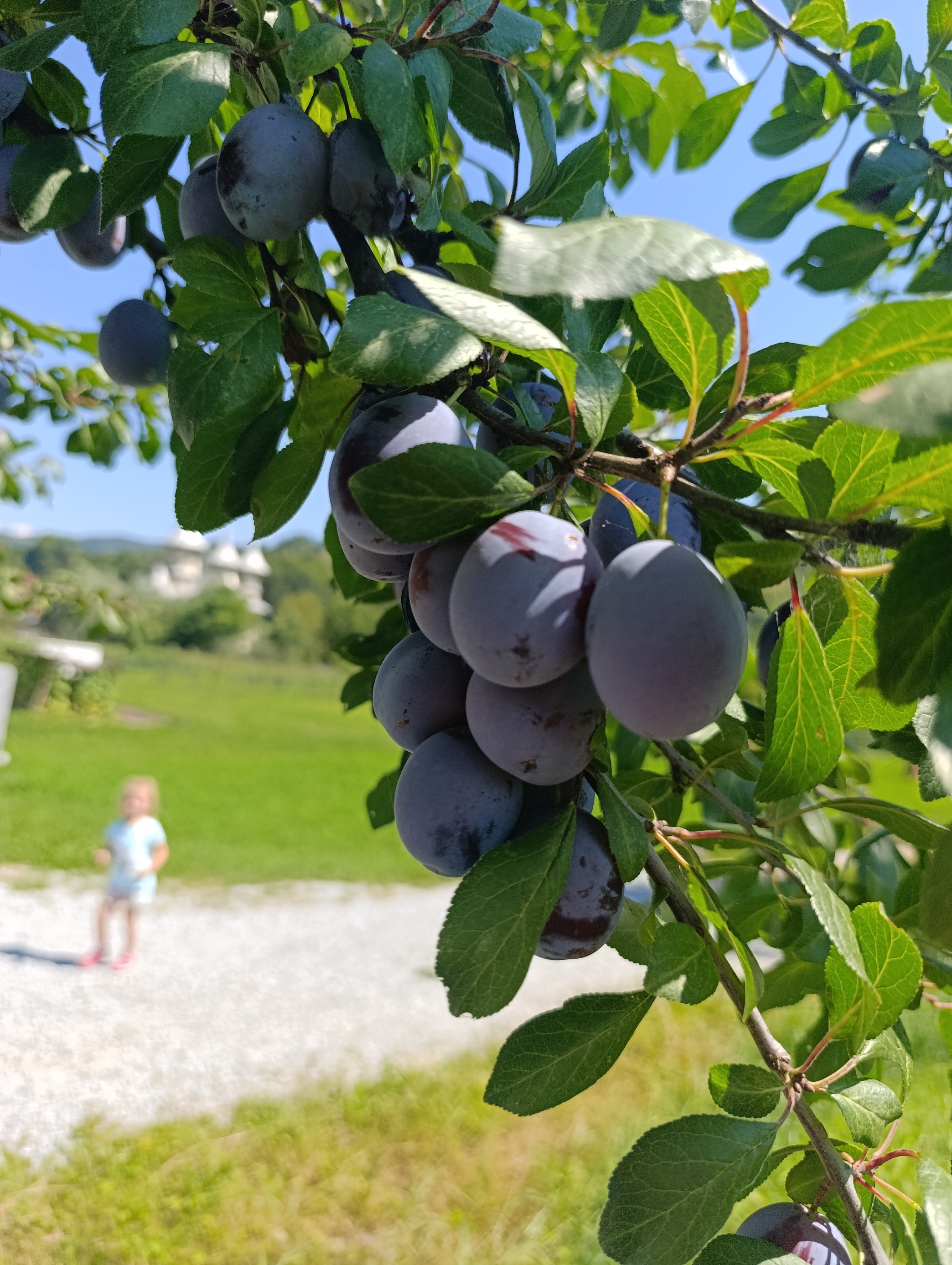 Floarea Vieții property photo